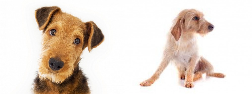Basset Fauve de Bretagne vs Airedale Terrier - Breed Comparison