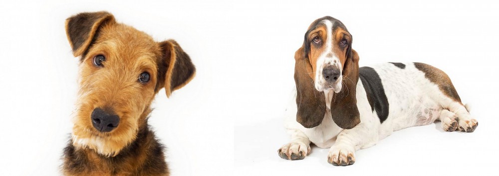 Basset Hound vs Airedale Terrier - Breed Comparison