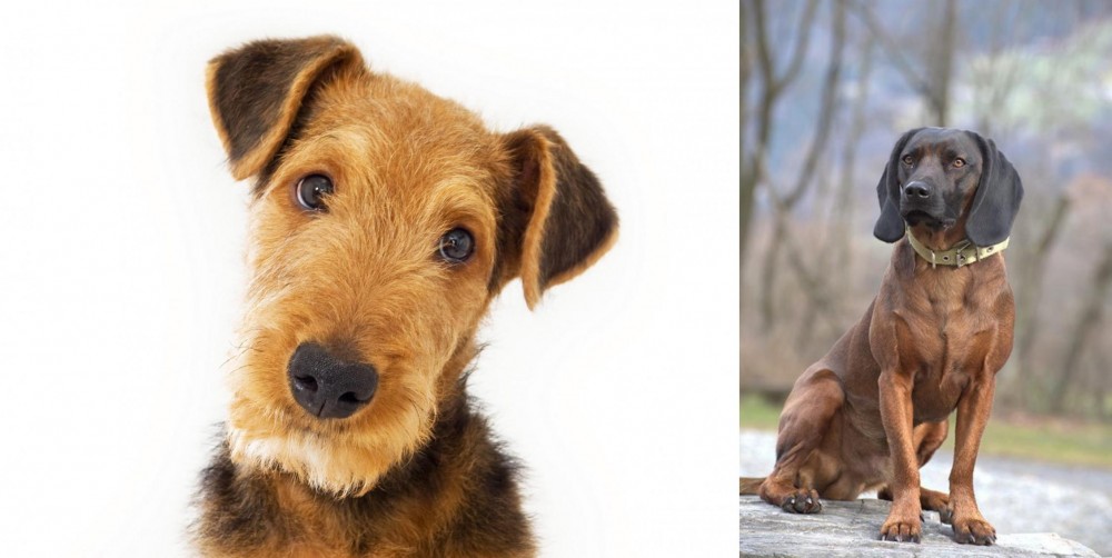 Bavarian Mountain Hound vs Airedale Terrier - Breed Comparison
