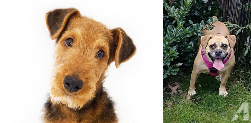 Beabull vs Airedale Terrier - Breed Comparison