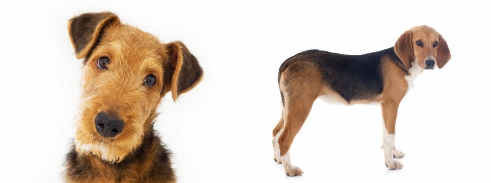 Beagle-Harrier vs Airedale Terrier - Breed Comparison