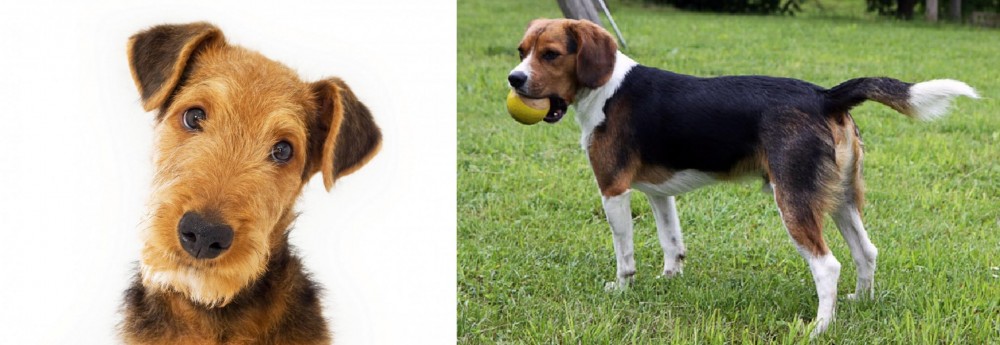 Beaglier vs Airedale Terrier - Breed Comparison