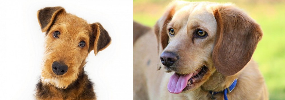 Beago vs Airedale Terrier - Breed Comparison