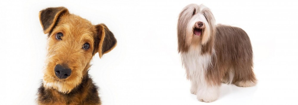 Bearded Collie vs Airedale Terrier - Breed Comparison