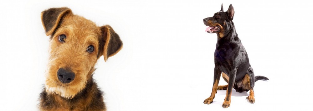 Beauceron vs Airedale Terrier - Breed Comparison
