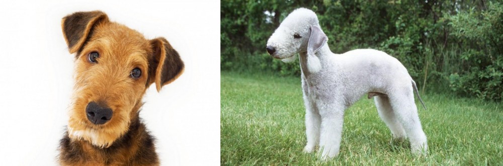 Bedlington Terrier vs Airedale Terrier - Breed Comparison