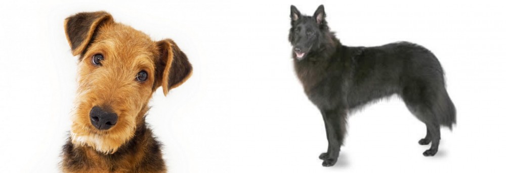 Belgian Shepherd vs Airedale Terrier - Breed Comparison