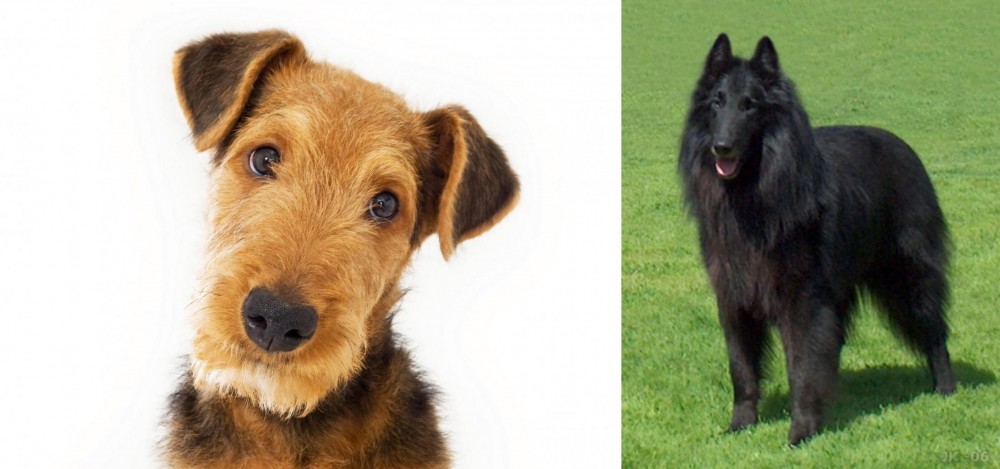 Belgian Shepherd Dog (Groenendael) vs Airedale Terrier - Breed Comparison