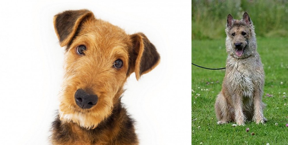 Belgian Shepherd Dog (Laekenois) vs Airedale Terrier - Breed Comparison