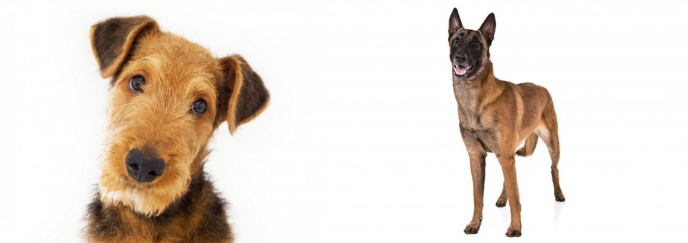 Belgian Shepherd Dog (Malinois) vs Airedale Terrier - Breed Comparison
