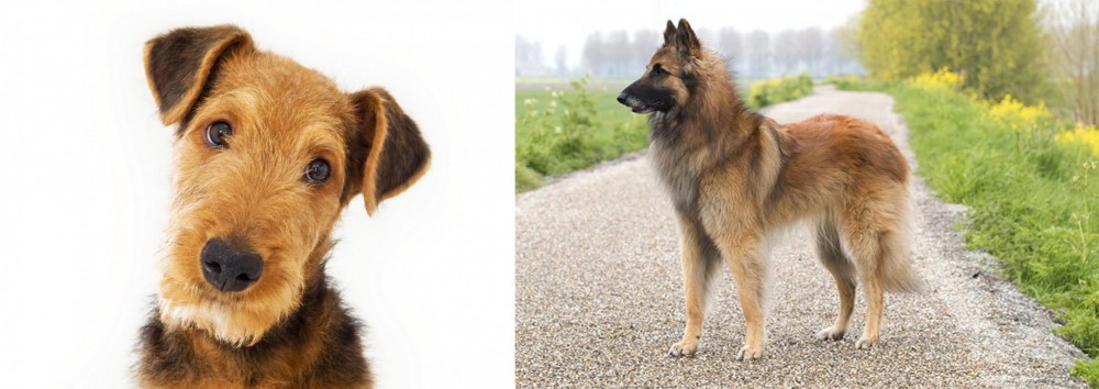 Belgian Shepherd Dog (Tervuren) vs Airedale Terrier - Breed Comparison