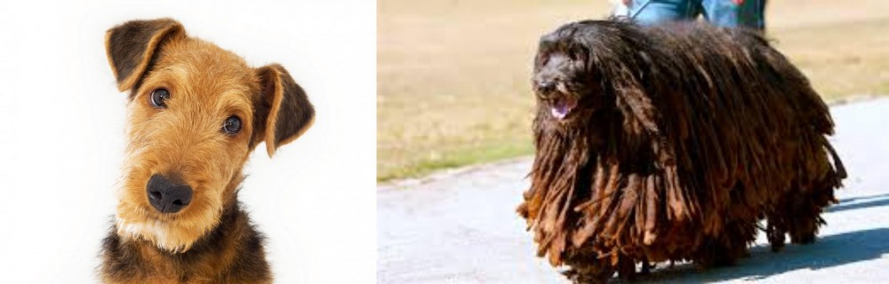 Bergamasco vs Airedale Terrier - Breed Comparison