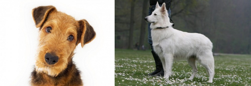 Berger Blanc Suisse vs Airedale Terrier - Breed Comparison