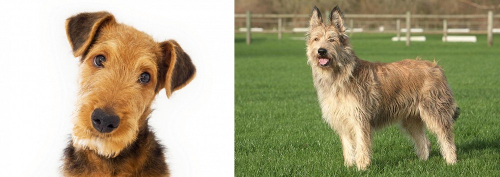 Berger Picard vs Airedale Terrier - Breed Comparison