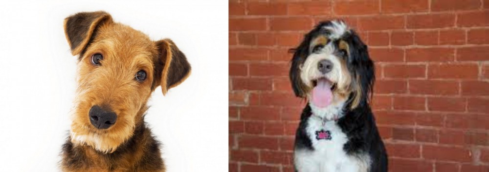 Bernedoodle vs Airedale Terrier - Breed Comparison