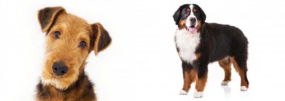 Bernese Mountain Dog vs Airedale Terrier - Breed Comparison