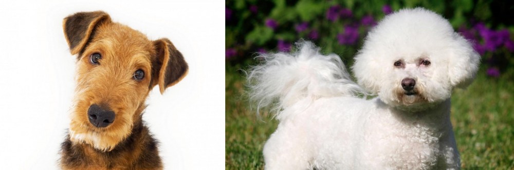 Bichon Frise vs Airedale Terrier - Breed Comparison