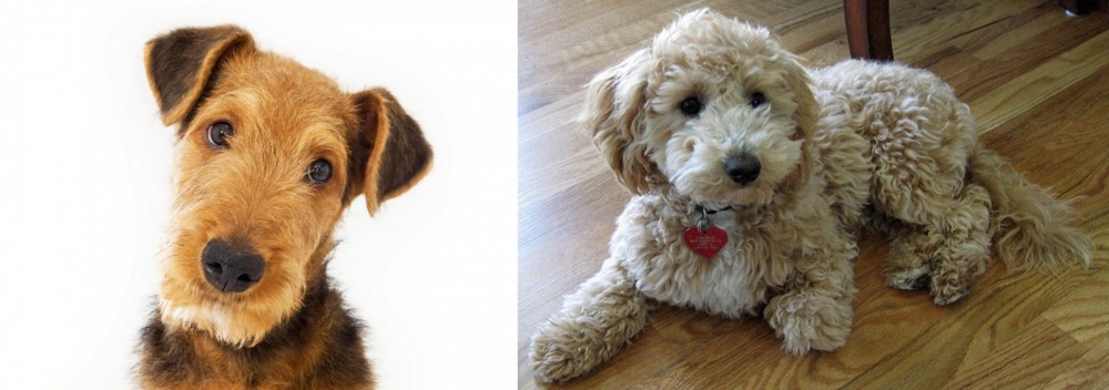 Bichonpoo vs Airedale Terrier - Breed Comparison