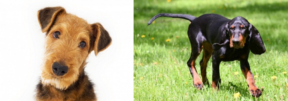 Black and Tan Coonhound vs Airedale Terrier - Breed Comparison