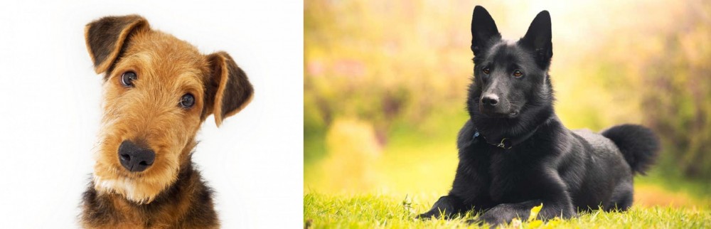 Black Norwegian Elkhound vs Airedale Terrier - Breed Comparison