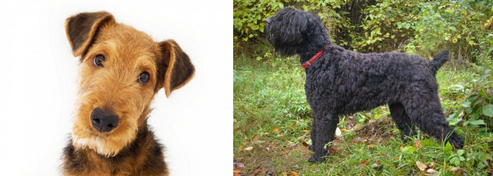 Black Russian Terrier vs Airedale Terrier - Breed Comparison
