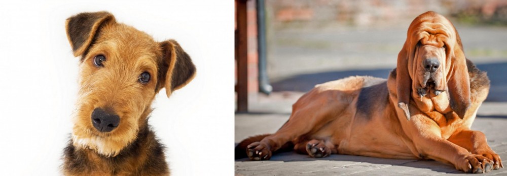 Bloodhound vs Airedale Terrier - Breed Comparison