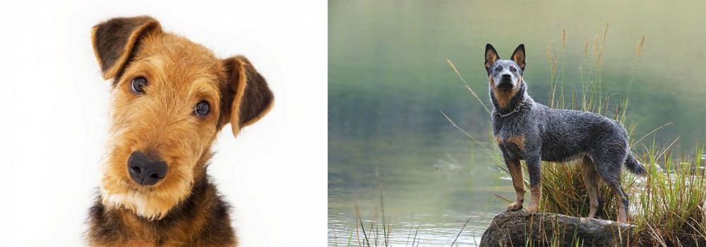 Blue Healer vs Airedale Terrier - Breed Comparison
