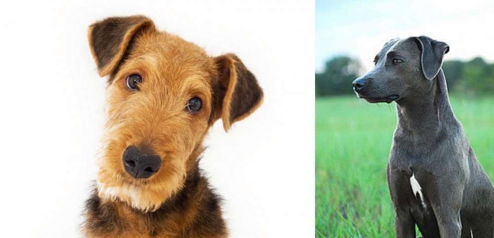 Blue Lacy vs Airedale Terrier - Breed Comparison