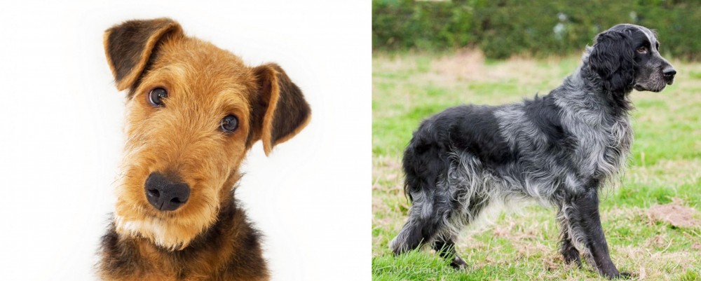 Blue Picardy Spaniel vs Airedale Terrier - Breed Comparison