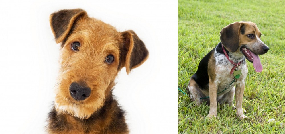 Bluetick Beagle vs Airedale Terrier - Breed Comparison