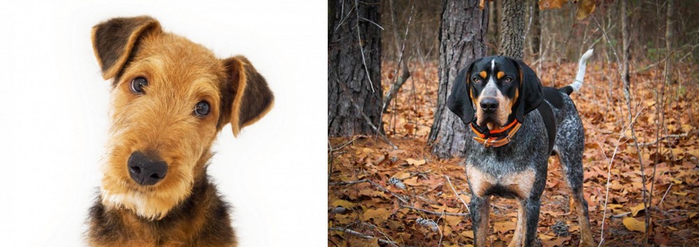 Bluetick Coonhound vs Airedale Terrier - Breed Comparison