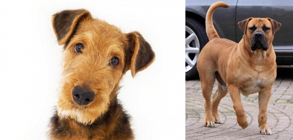 Boerboel vs Airedale Terrier - Breed Comparison
