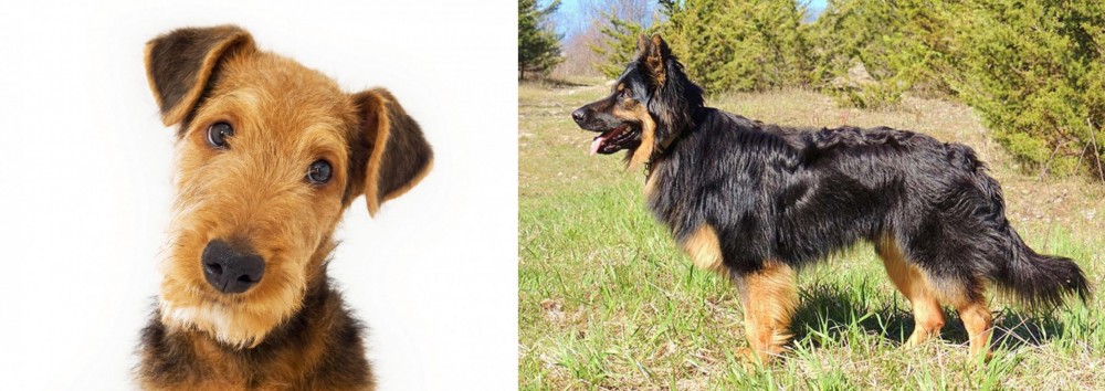 Bohemian Shepherd vs Airedale Terrier - Breed Comparison