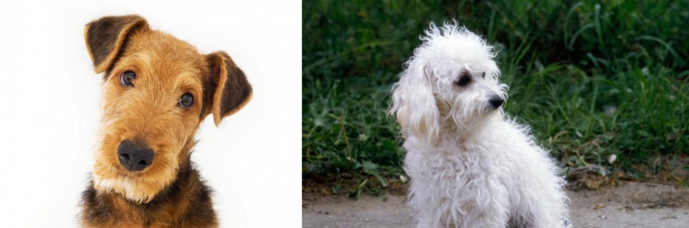 Bolognese vs Airedale Terrier - Breed Comparison