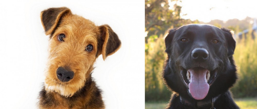Borador vs Airedale Terrier - Breed Comparison