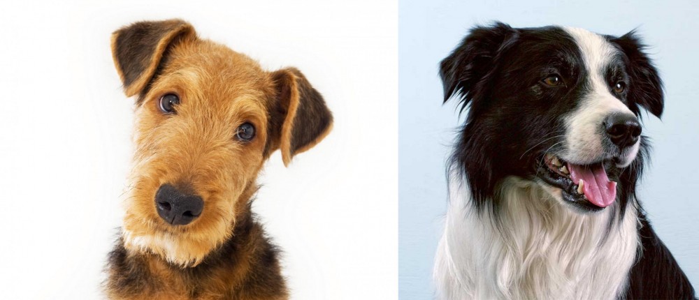 Border Collie vs Airedale Terrier - Breed Comparison