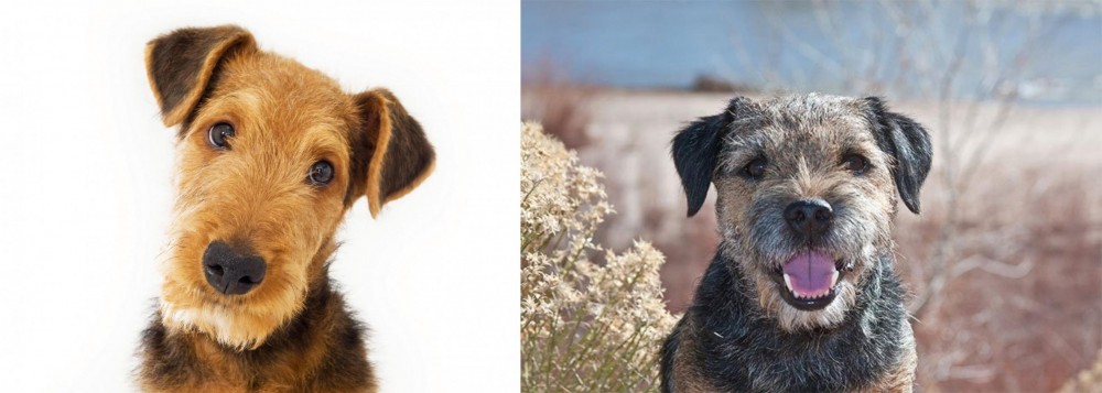 Border Terrier vs Airedale Terrier - Breed Comparison
