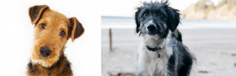 Bordoodle vs Airedale Terrier - Breed Comparison