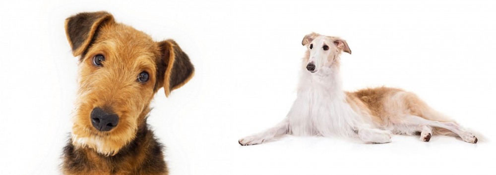 Borzoi vs Airedale Terrier - Breed Comparison