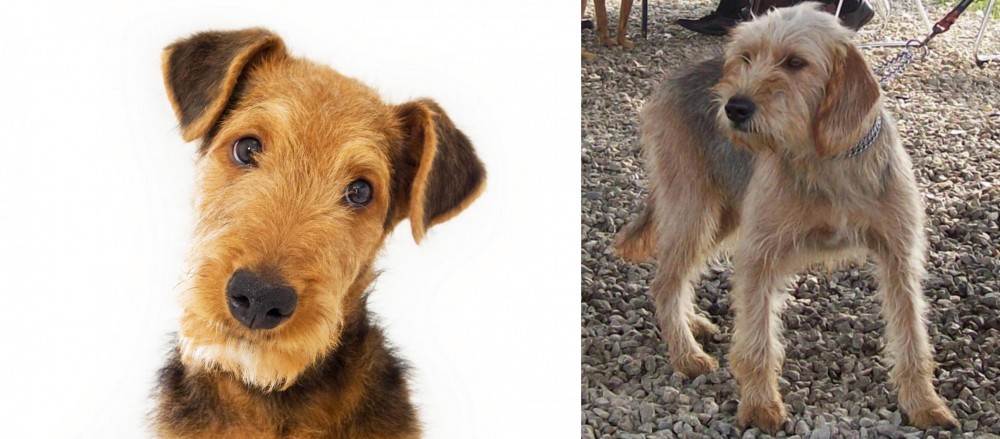 Bosnian Coarse-Haired Hound vs Airedale Terrier - Breed Comparison
