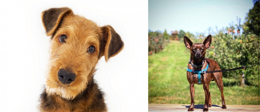 Bospin vs Airedale Terrier - Breed Comparison