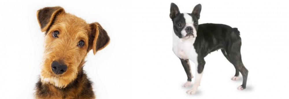 Boston Terrier vs Airedale Terrier - Breed Comparison