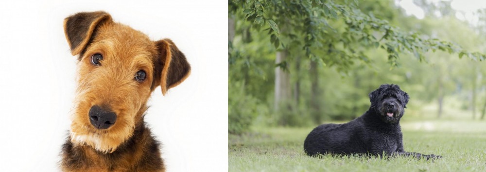Bouvier des Flandres vs Airedale Terrier - Breed Comparison