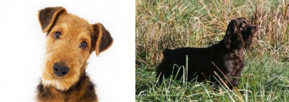Boykin Spaniel vs Airedale Terrier - Breed Comparison