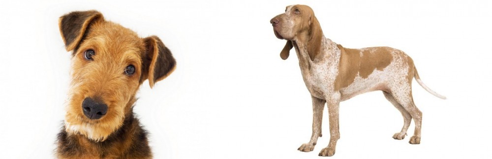 Bracco Italiano vs Airedale Terrier - Breed Comparison