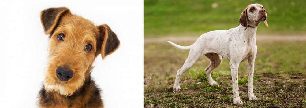 Braque du Bourbonnais vs Airedale Terrier - Breed Comparison