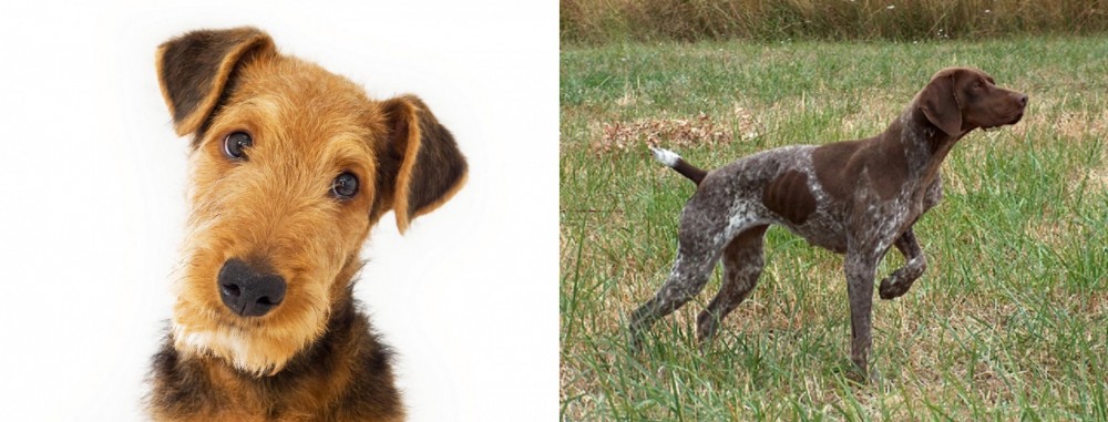 Braque Francais vs Airedale Terrier - Breed Comparison