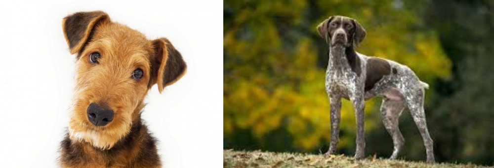Braque Francais (Gascogne Type) vs Airedale Terrier - Breed Comparison