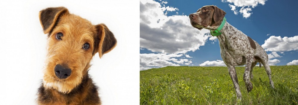 Braque Francais (Pyrenean Type) vs Airedale Terrier - Breed Comparison