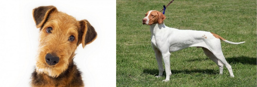 Braque Saint-Germain vs Airedale Terrier - Breed Comparison